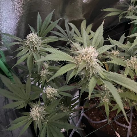 GDP #3 Gen 1 growlog timeline photo