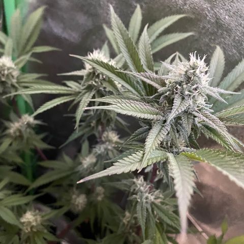 GDP #3 Gen 1 growlog timeline photo