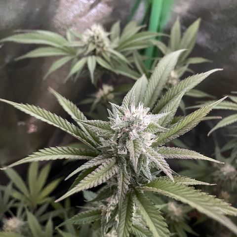 GDP #3 Gen 1 growlog timeline photo