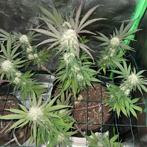 GDP #1 Gen 1  growlog timeline photo