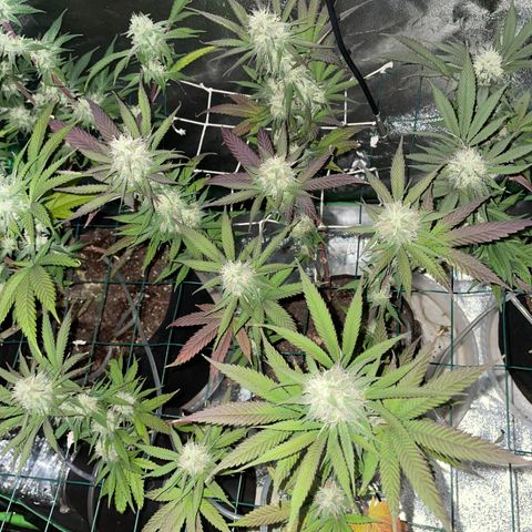 GDP #2, Gen 1 growlog timeline photo