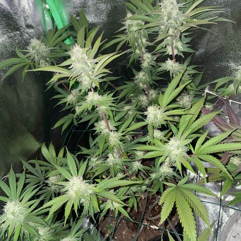 GDP #3 Gen 1 growlog timeline photo
