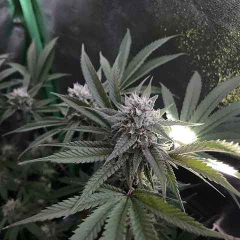 GDP #3 Gen 1 growlog timeline photo