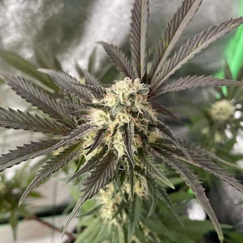 GDP #1 Gen 1  growlog timeline photo