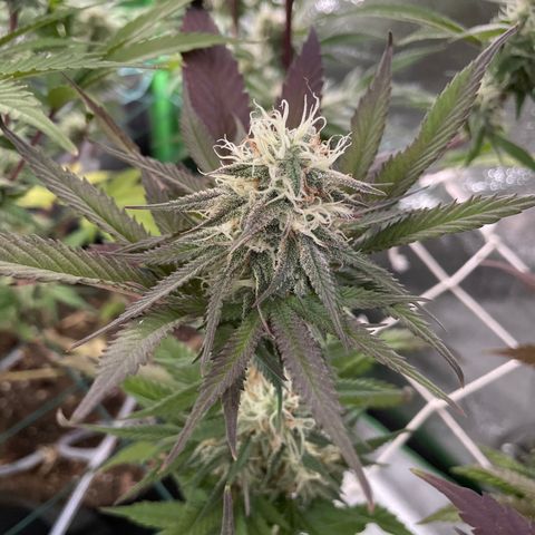 GDP #2, Gen 1 growlog timeline photo