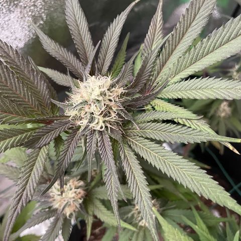 GDP #1 Gen 1  growlog timeline photo