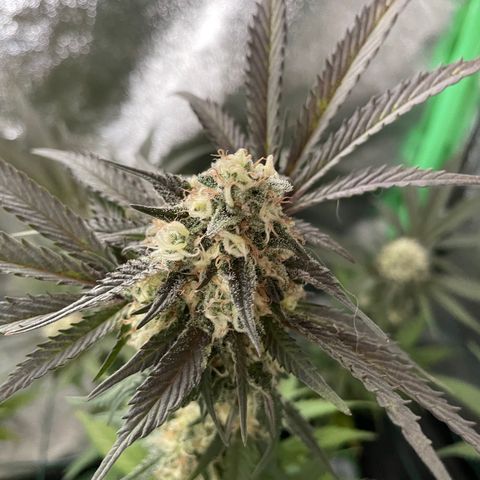 GDP #1 Gen 1  growlog timeline photo