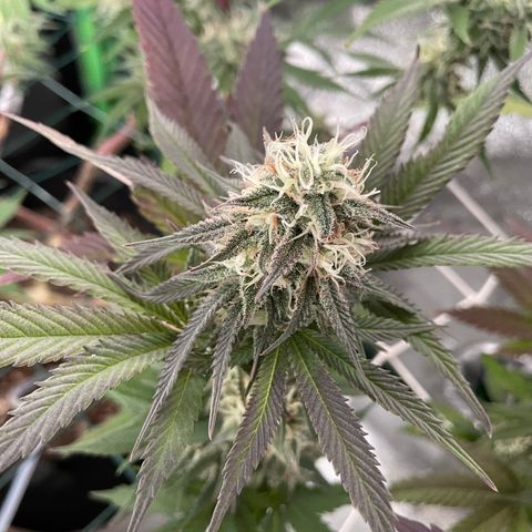 GDP #2, Gen 1 growlog timeline photo