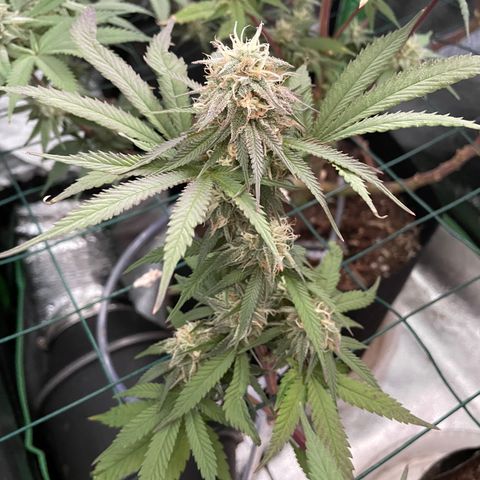 GDP #2, Gen 1 growlog timeline photo
