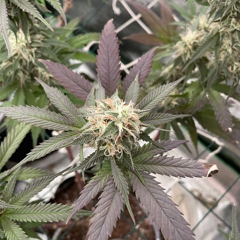 GDP #1 Gen 1  growlog timeline photo