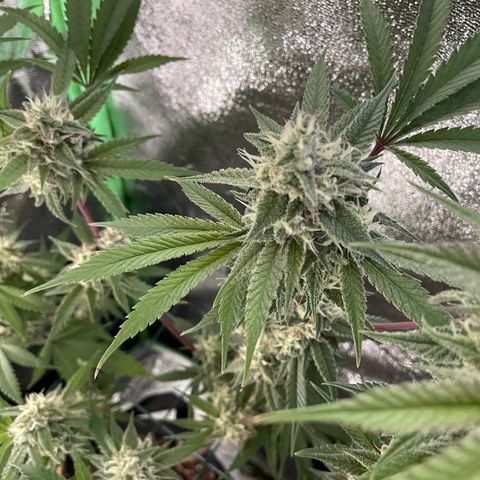 GDP #3 Gen 1 growlog timeline photo
