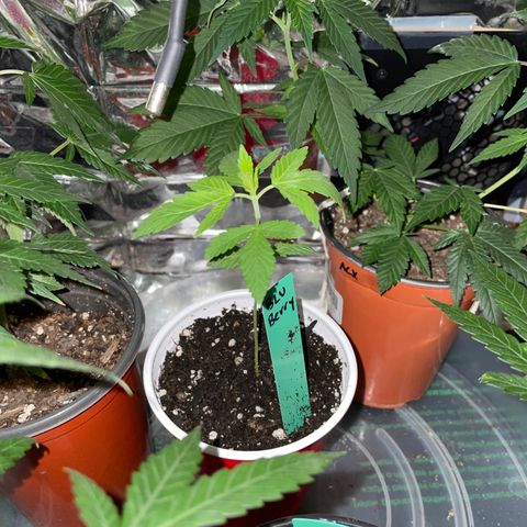 Blueberry 1 Gen 1  growlog timeline photo