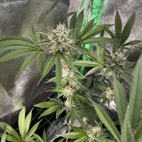 GDP #3 Gen 1 growlog timeline photo