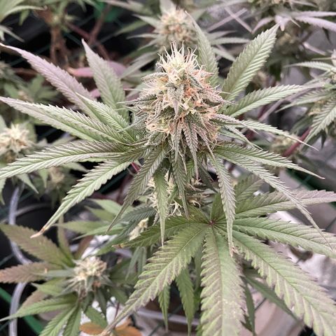 GDP #2, Gen 1 growlog timeline photo