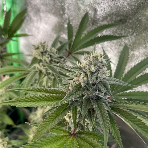 GDP #3 Gen 1 growlog timeline photo