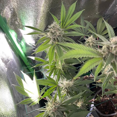 GDP #3 Gen 1 growlog timeline photo