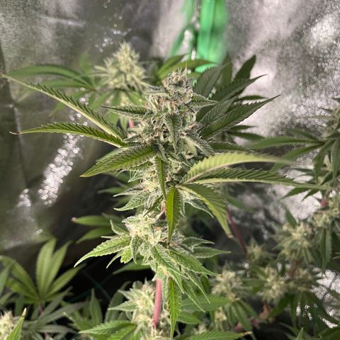 GDP #3 Gen 1 growlog timeline photo