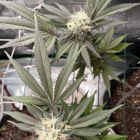 GDP #1 Gen 1  growlog timeline photo