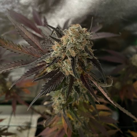 GDP #1 Gen 1  growlog timeline photo