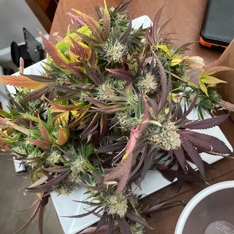 GDP #1 Gen 1  growlog timeline photo