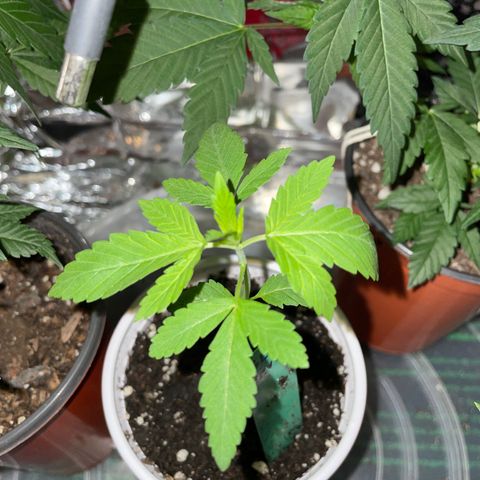 Blueberry 1 Gen 1  growlog timeline photo