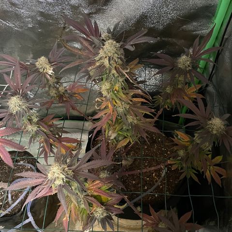 GDP #1 Gen 1  growlog timeline photo