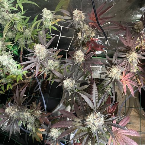 GDP #2, Gen 1 growlog timeline photo
