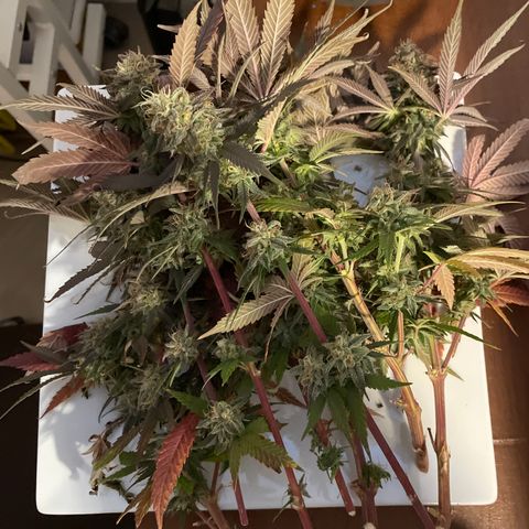 GDP #2, Gen 1 growlog timeline photo