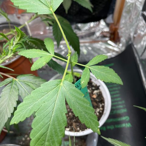 Blueberry 1 Gen 1  growlog timeline photo