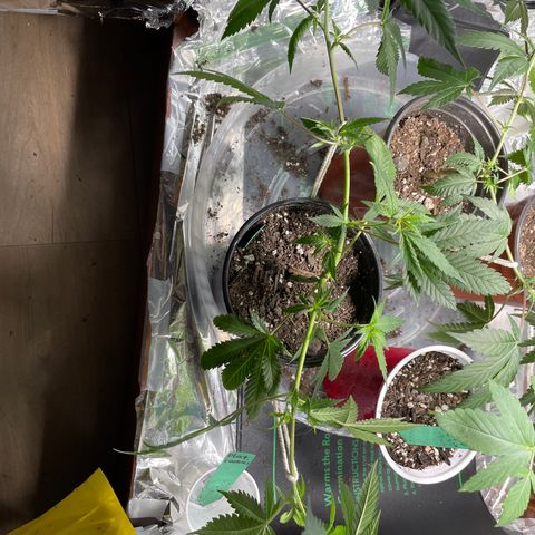GDP Mother growlog timeline photo
