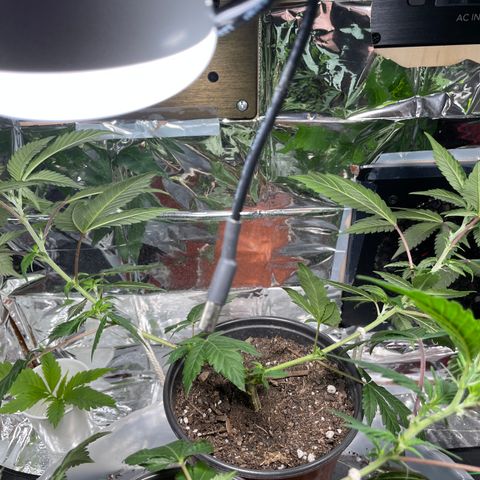 GDP 1 Gen 2 #3 growlog timeline photo