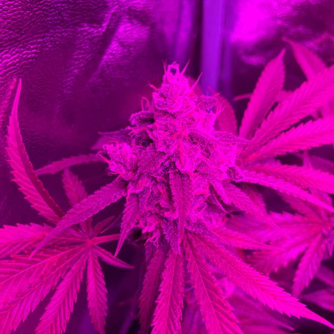 GDP #3 Gen 1 growlog timeline photo
