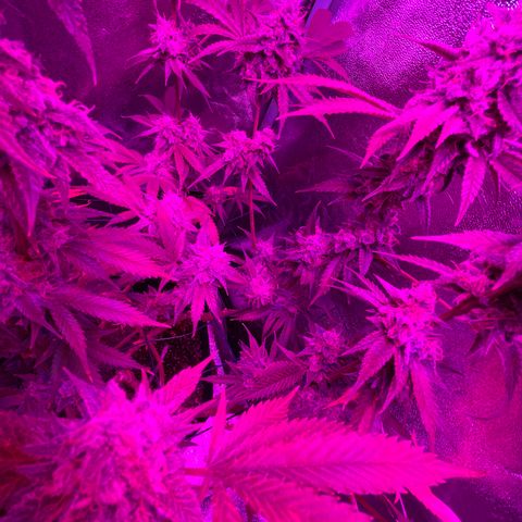 GDP #3 Gen 1 growlog timeline photo
