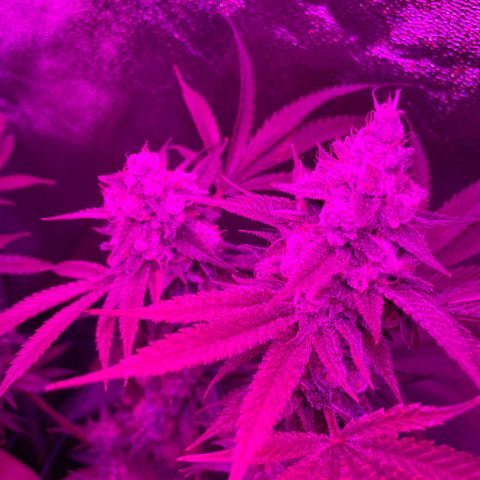 GDP #3 Gen 1 growlog timeline photo