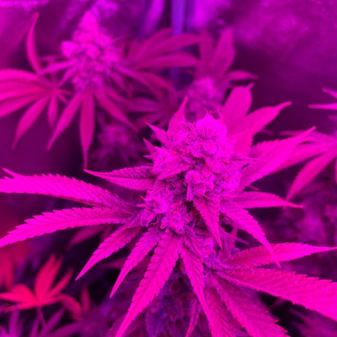 GDP #3 Gen 1 growlog timeline photo