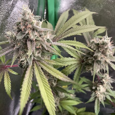 GDP #3 Gen 1 growlog timeline photo