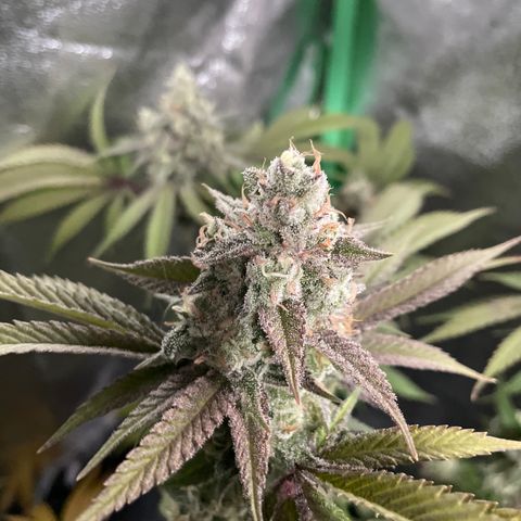 GDP #3 Gen 1 growlog timeline photo