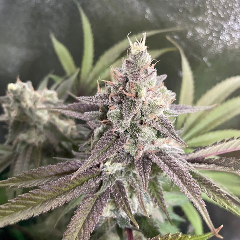 GDP #3 Gen 1 growlog timeline photo