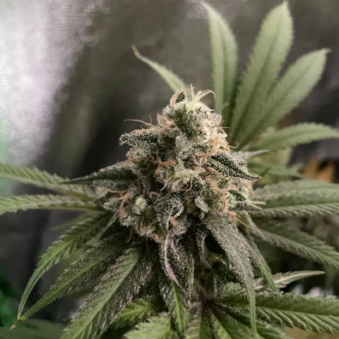 GDP #3 Gen 1 growlog timeline photo