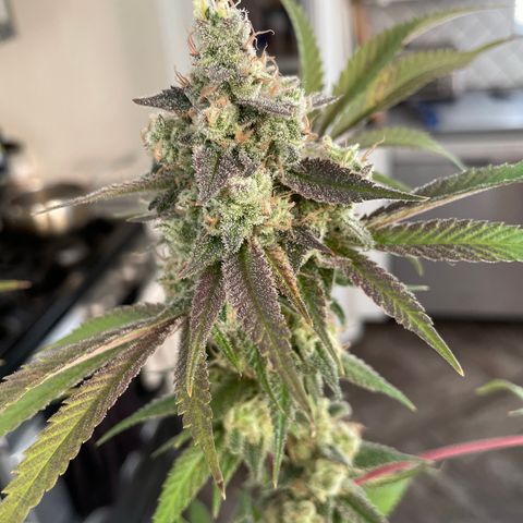 GDP #3 Gen 1 growlog photo: Harvest 