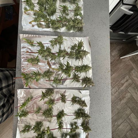 GDP #3 Gen 1 growlog photo: Harvest 
