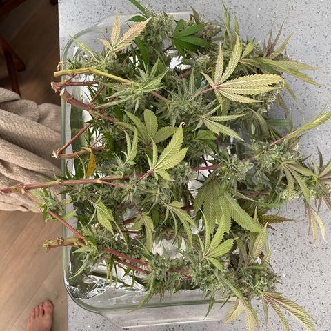GDP #3 Gen 1 growlog photo: Harvest 
