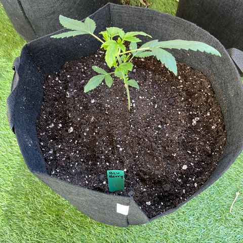 Blueberry 1 Gen 1  growlog photo: Transplanted for growth 