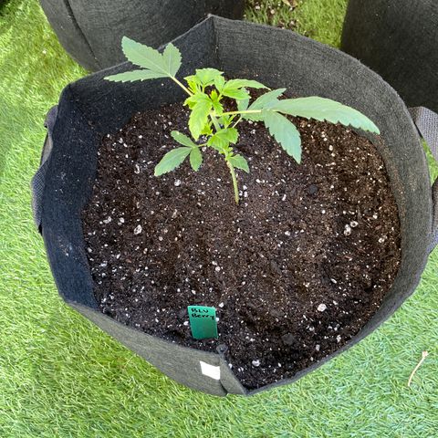 Blueberry 1 Gen 1  growlog timeline photo