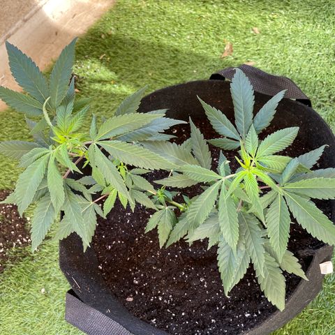GDP 1 Gen 2 #3 growlog photo: Transplanted for Growth