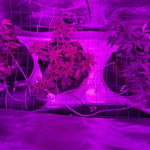 GDP Mother growlog photo: Plants filling out Scrog nicely. They need more water.
