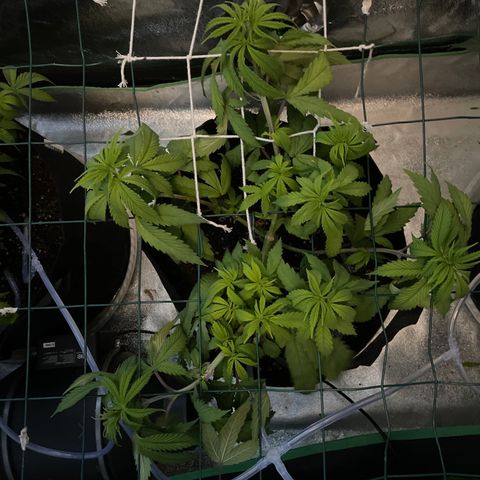 Blueberry 1 Gen 1  growlog timeline photo
