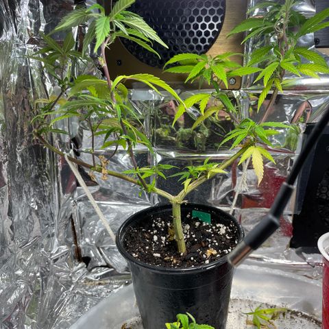 GDP Mother growlog timeline photo