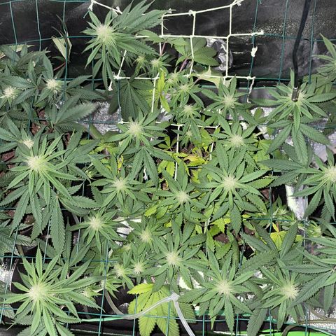 Blueberry 1 Gen 1  growlog timeline photo