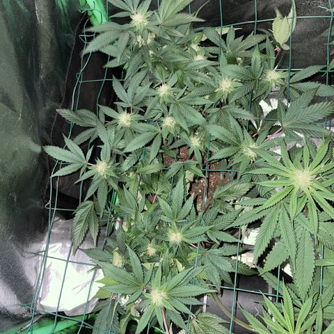 GDP 1 Gen 2 #3 growlog timeline photo